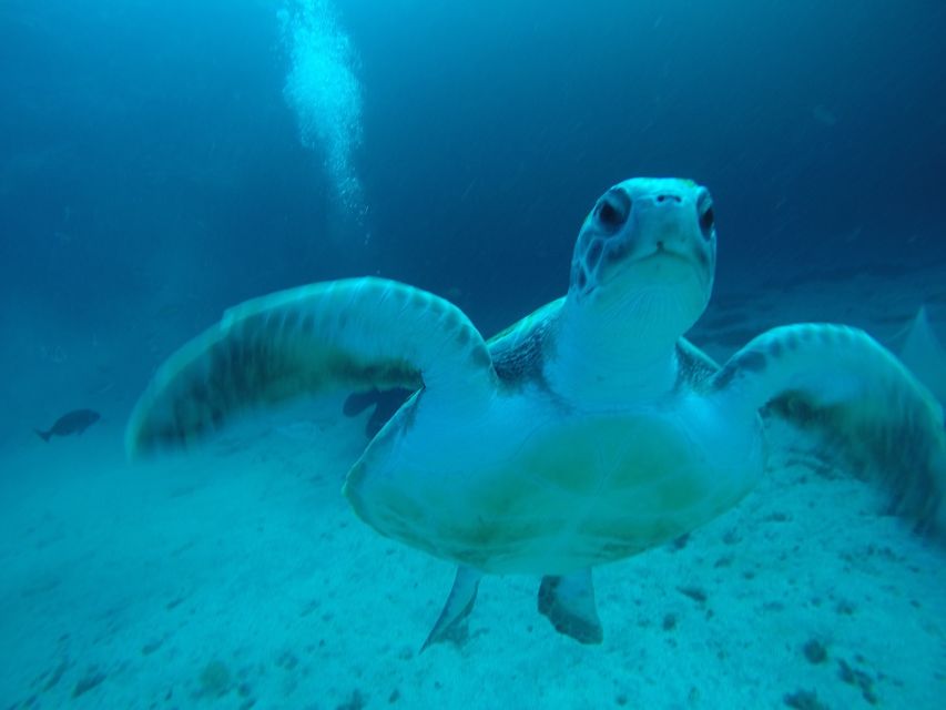 Tenerife : Private Dive for Beginners from a Boat - Key points at a glance