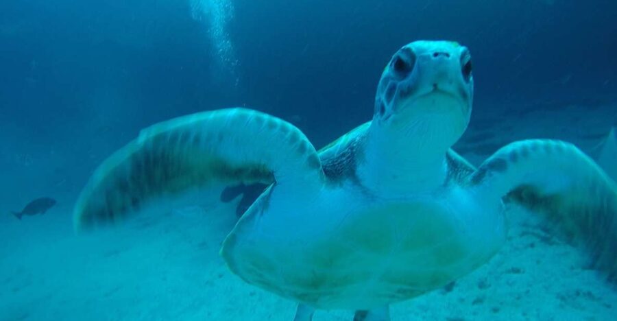 Tenerife : Private Dive for Beginners from a Boat - What the three-hour Tenerife session is really like