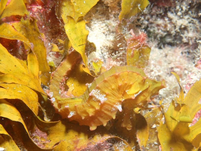 Tenerife : Private Dive for Beginners from a Boat - Your first time below the surface