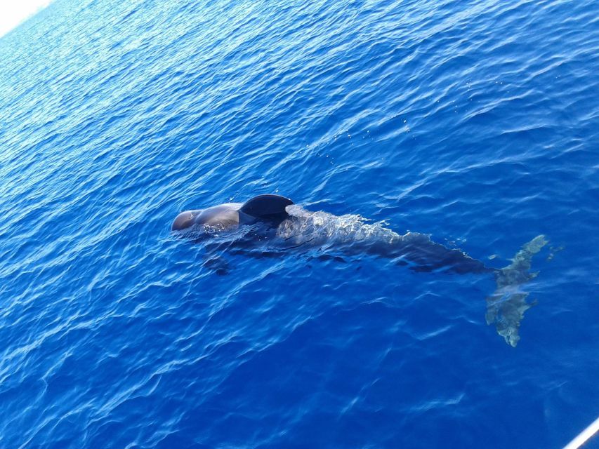Tenerife: Private or Group 3 Hour Sailing Cruise with Drinks - Setting sail from Puerto Colón