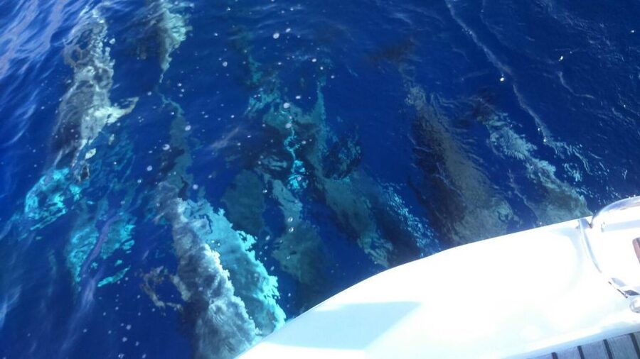Tenerife: Private or Group 3 Hour Sailing Cruise with Drinks - The sea swim and time on deck
