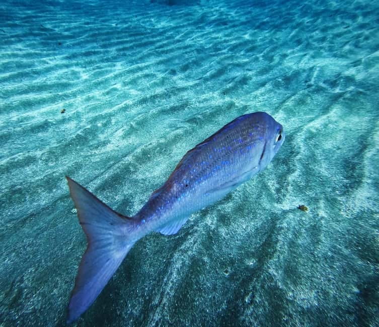 Tenerife: Private Scuba Diving–Certified Instructor & Photos - Key points to know before you book
