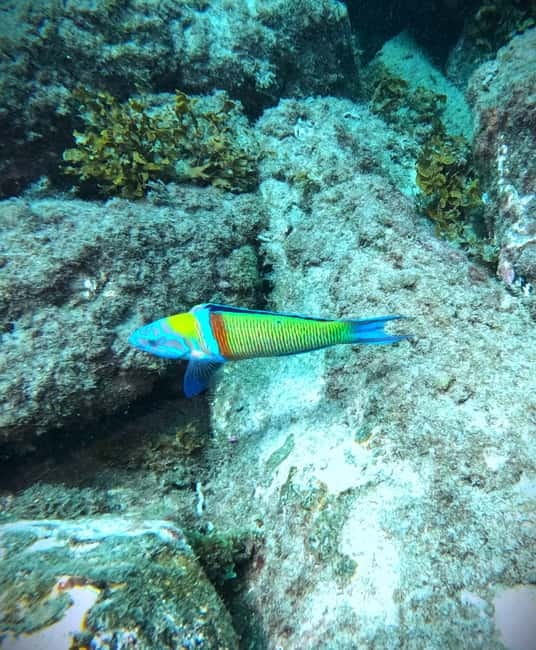 Tenerife: Private Scuba Diving–Certified Instructor & Photos - Who will enjoy this most