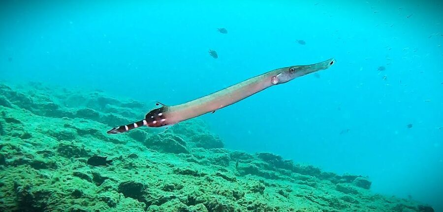 Tenerife: Private Scuba Diving–Certified Instructor & Photos - Languages and the human side of the experience