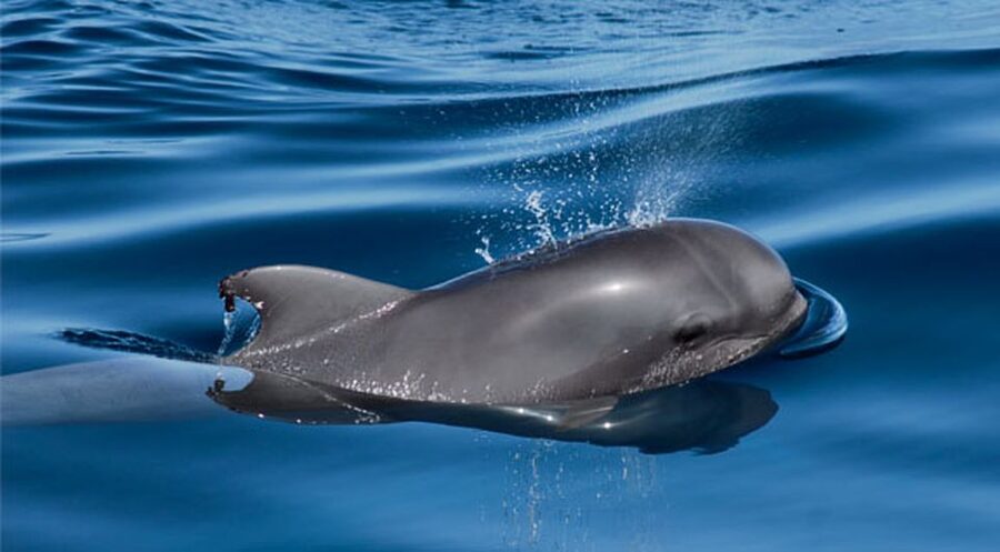 Tenerife: Private Sunset Charter with Drinks and Tapas - Meeting Point, Timing, and What to Bring