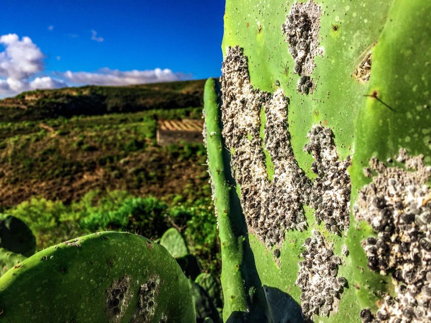 Tenerife Private Tour: Full-Day Volcanic South - El Médano and the red cones by the sea
