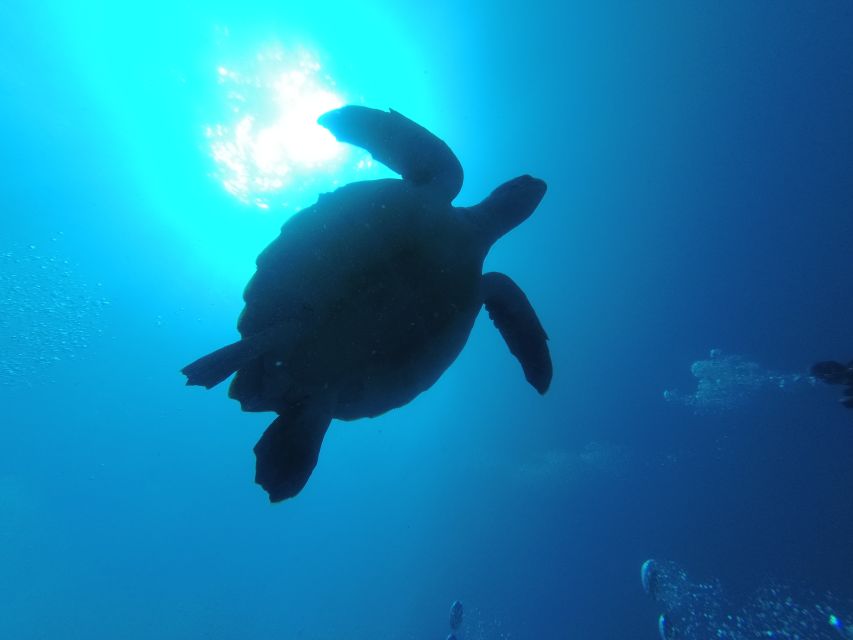 Tenerife: Puerto Colon Certified Scuba Dive by Speed Boat - My recommendation