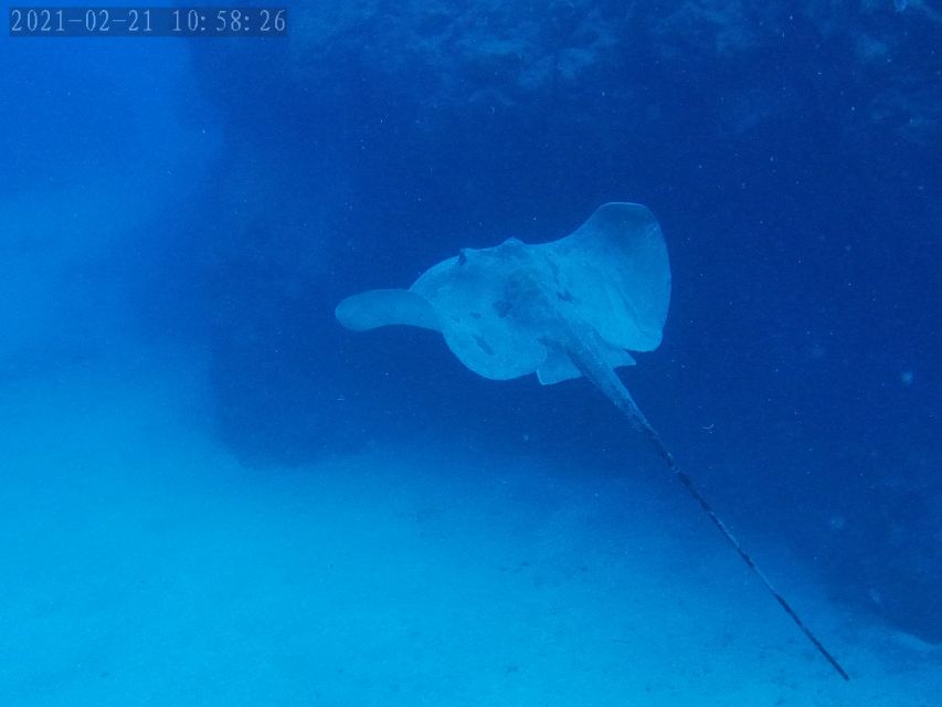 Tenerife: Puerto Colon Certified Scuba Dive by Speed Boat - The 30-minute briefing sets the tone
