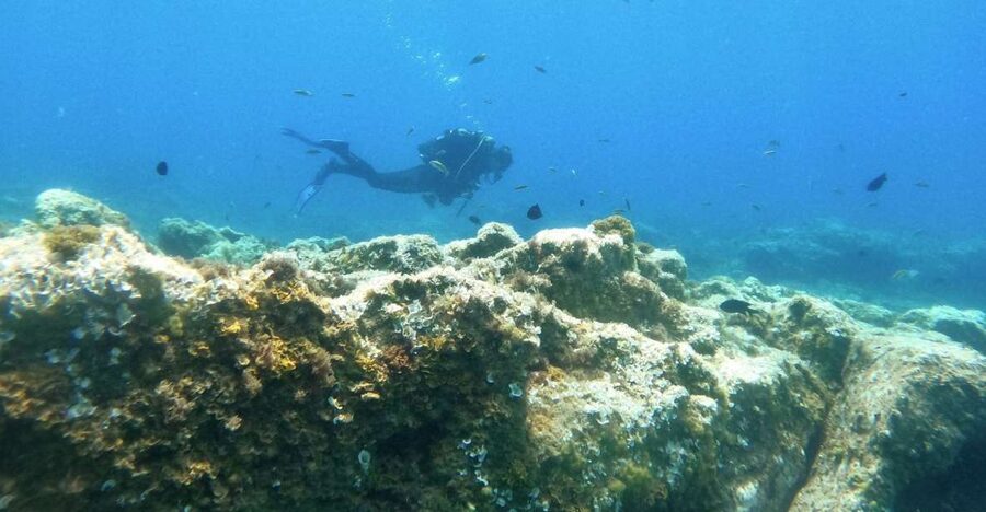 Tenerife: Puerto Colon Certified Scuba Dive by Speed Boat - About one hour below the surface
