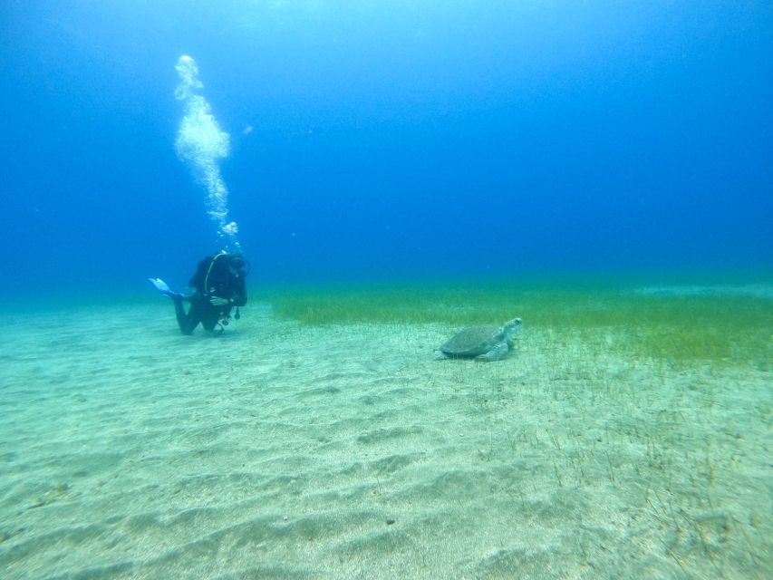 Tenerife: Puerto Colon Certified Scuba Dive by Speed Boat - Is $59 a fair price?