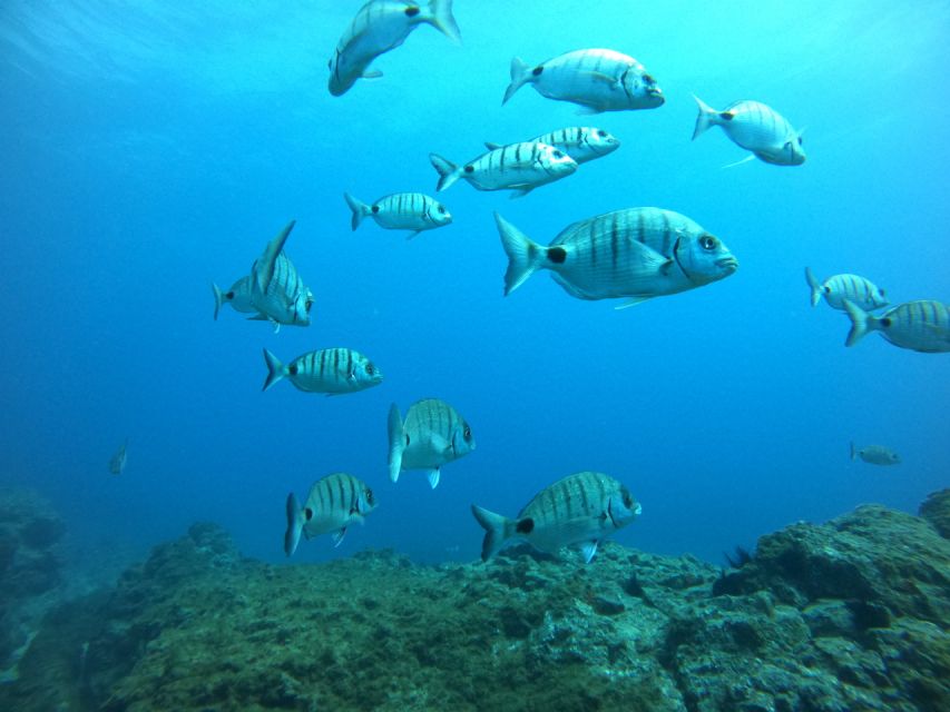 Tenerife: Puerto Colon Certified Scuba Dive by Speed Boat - Who should book this outing?