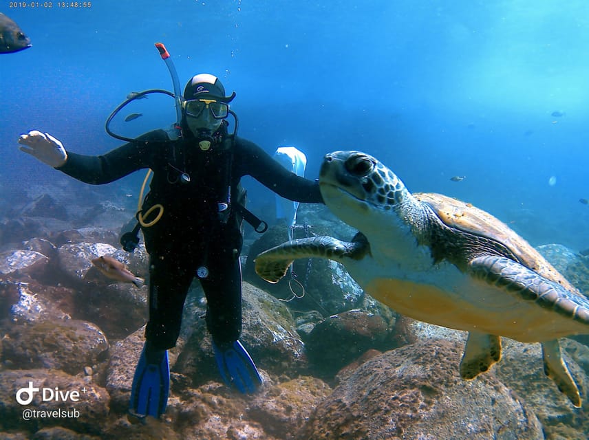 Tenerife: Puerto Colon Discover Scuba Diving Trip - What the Puerto Colón session is really like