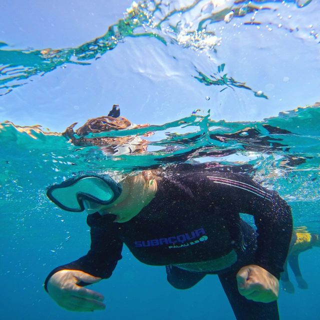 Tenerife: Puerto Colon Snorkel Safari by Speed Boat - What the equipment and guidance are really worth