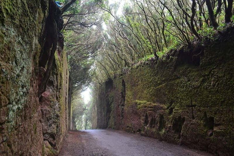 Tenerife-Puerto Cruz: Avatar Hiking, Punta Hidalgo +Cocktail - Who will enjoy this day most