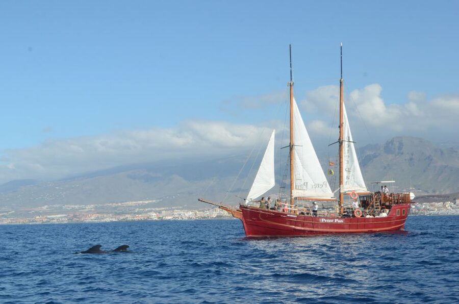 Tenerife:Respectful Whale Watching, Pirate Ship, & Swim - Key points to know before booking