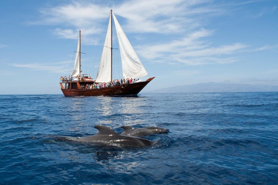 Tenerife:Respectful Whale Watching, Pirate Ship, & Swim - Setting sail from Los Cristianos on the Peter Pan