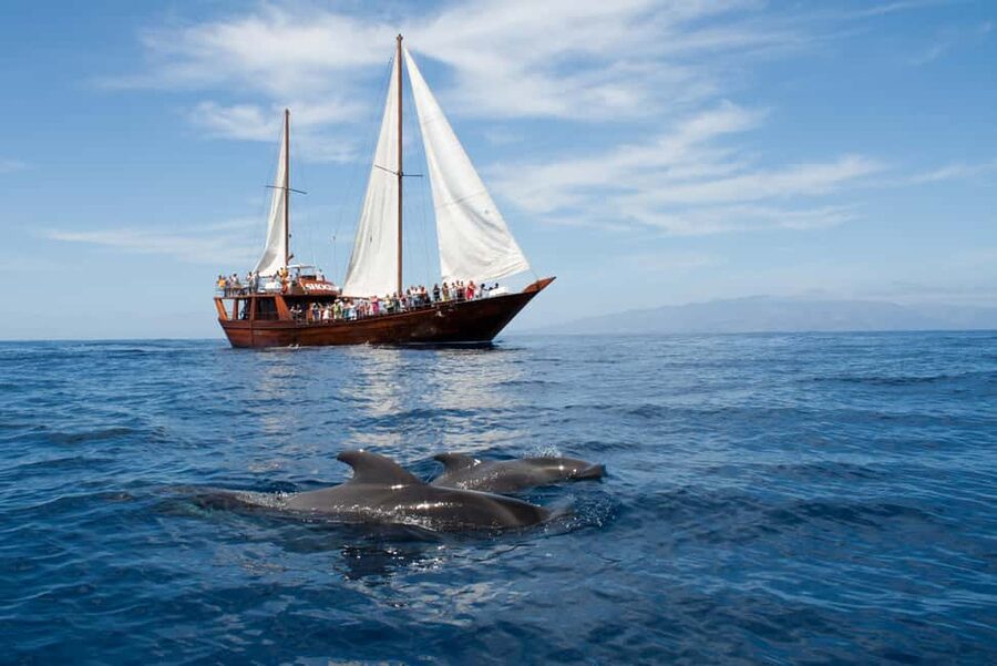 Tenerife:Respectful Whale Watching, Pirate Ship, & Swim - What the two-hour cruise feels like