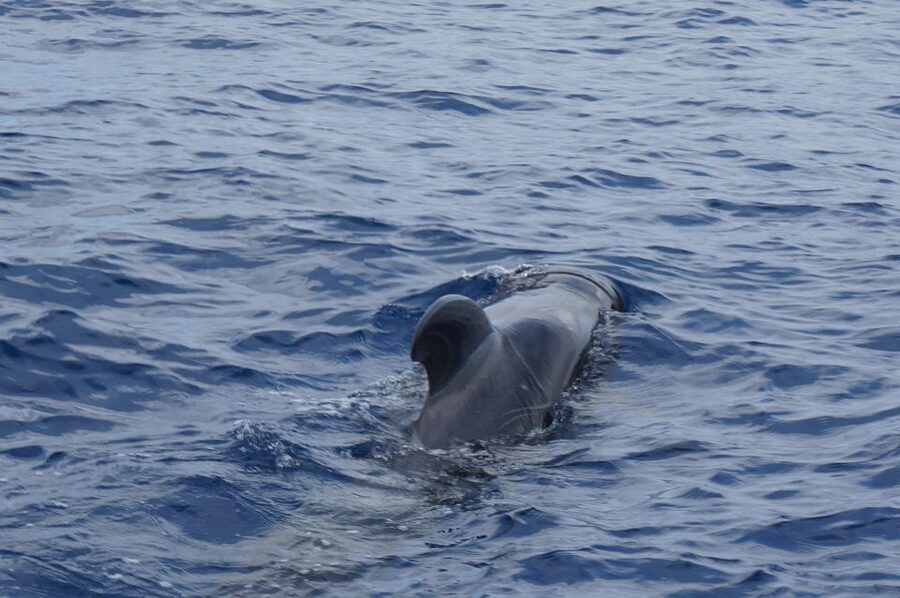 Tenerife:Respectful Whale Watching, Pirate Ship, & Swim - Motion sickness and rough-sea reality