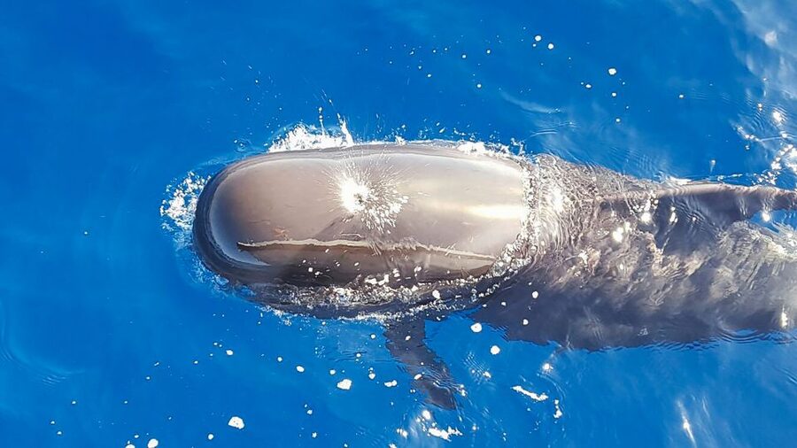Tenerife: Sailboat Tour with Food and Snorkeling - A small yacht with a much calmer feel