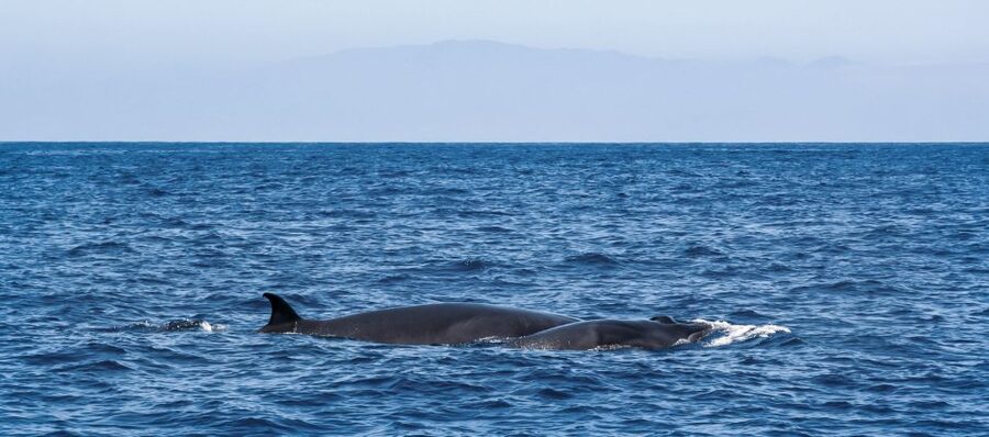 Tenerife: Sailboat Tour with Food and Snorkeling - Looking for pilot whales and dolphins