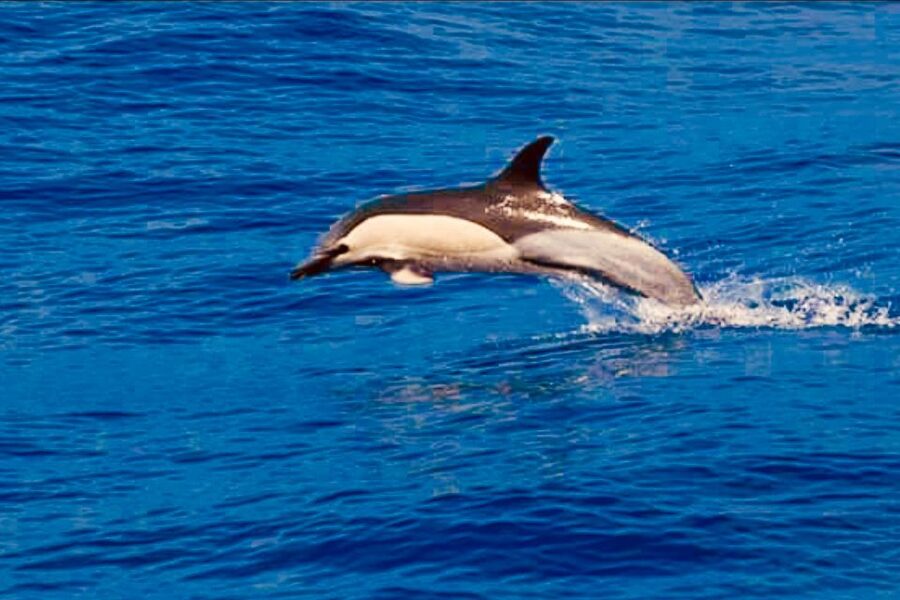 Tenerife: Sailboat Tour with Food and Snorkeling - What the $68 price really includes