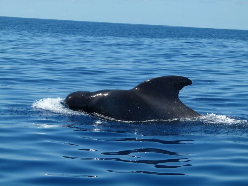 Tenerife: Sailing Excursion with Whale and Dolphin Watching - Fruit, sandwiches, and drinks on board