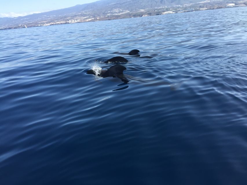 Tenerife: Sailing Excursion with Whale and Dolphin Watching - Meeting the crew at Puerto Colón