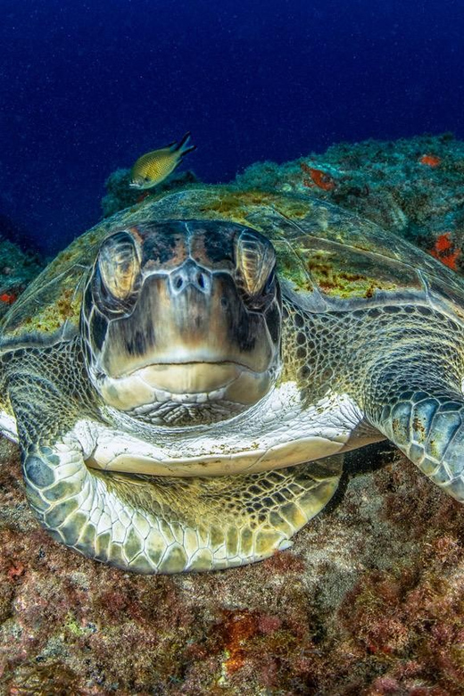 Tenerife: Scuba Diving Experience for Every Level - What your 2.5 hours in Tenerife actually involve