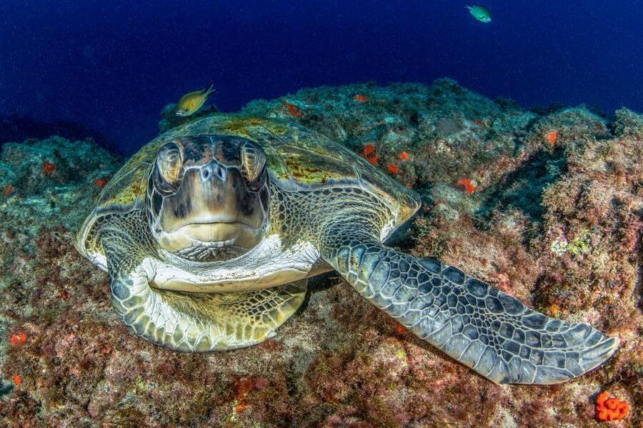 Tenerife: Scuba Diving Experience for Every Level - Starting at Playa de las Vistas