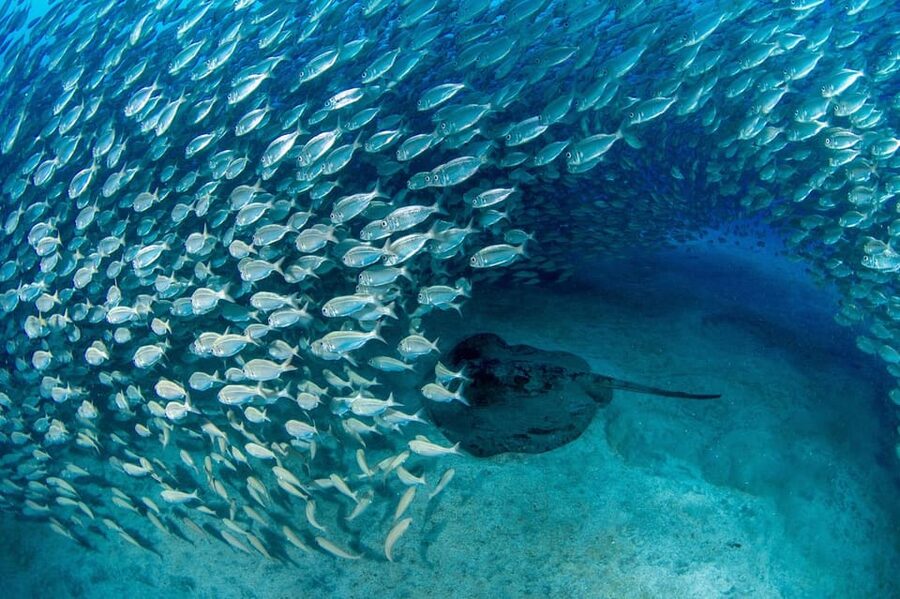 Tenerife: Scuba Diving Experience for Every Level - Shallow-water practice before the real descent