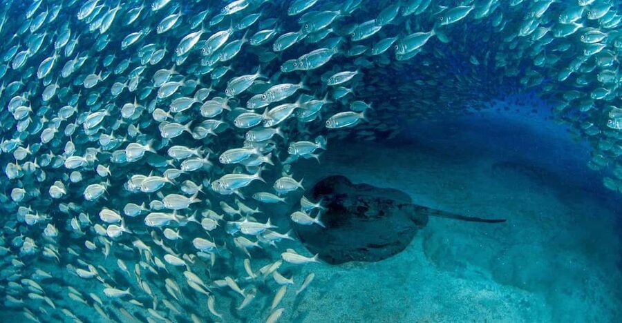 Tenerife: Scuba Diving Experience for Every Level - The briefing makes the experience accessible