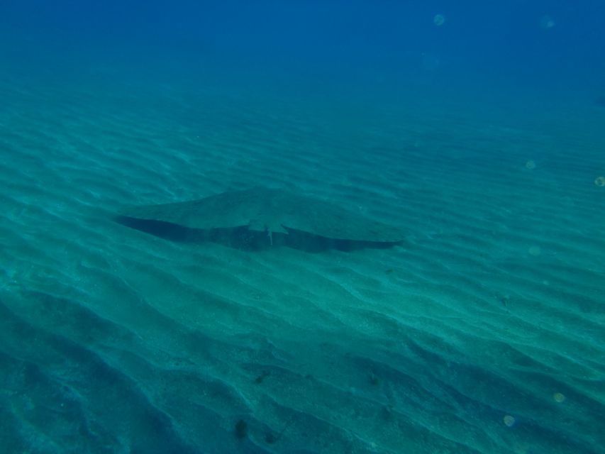 Tenerife Scuba Diving for Certified Divers - Key points at a glance