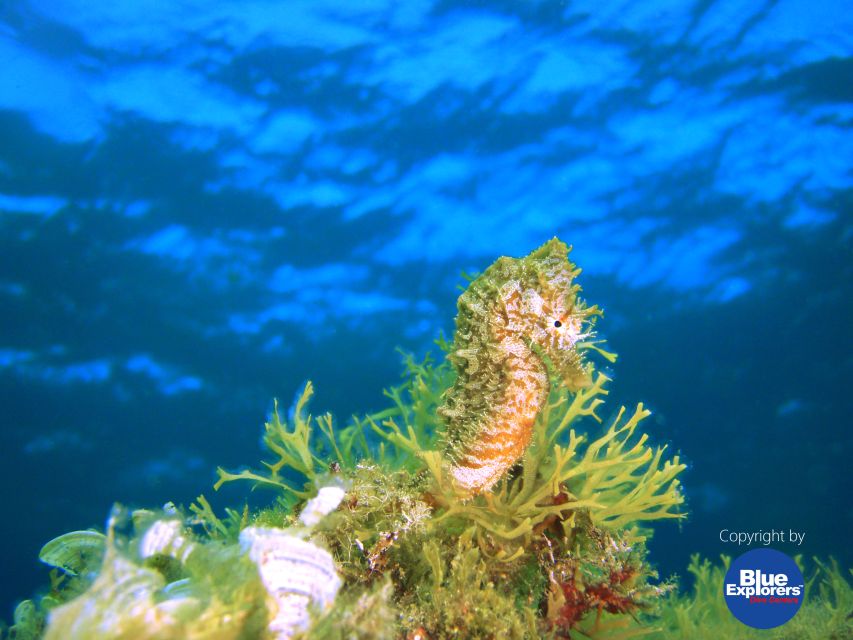 Tenerife Scuba Diving for Certified Divers - The small-group advantage