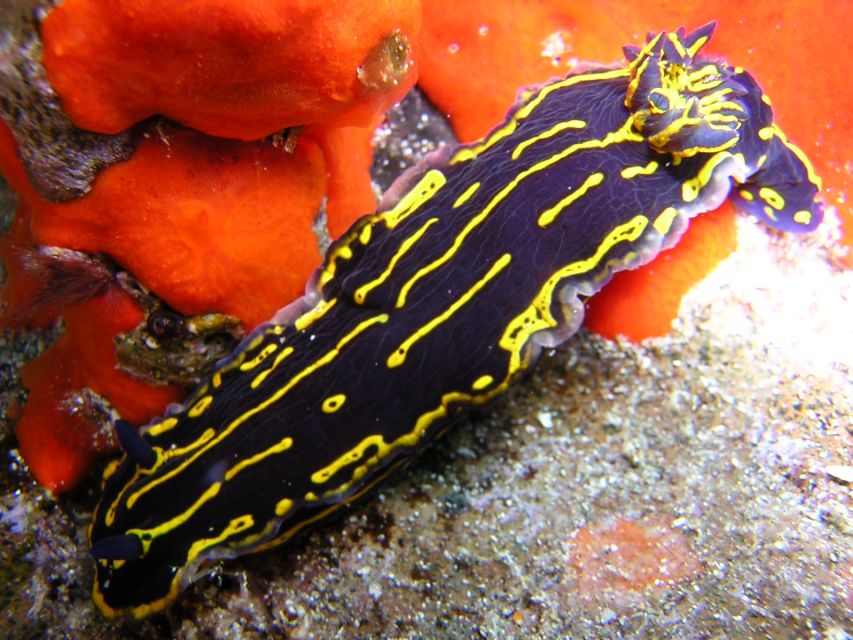 Tenerife Scuba Diving for Certified Divers - Getting there from Tenerife’s resort coast