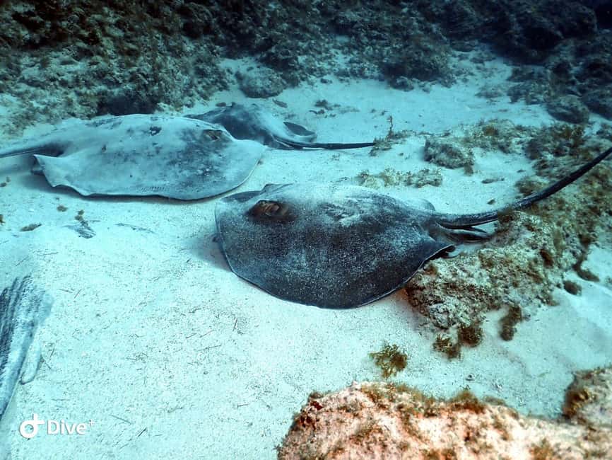 Tenerife: Scuba Diving for Certified Divers in Tenerife - Key points to know before booking