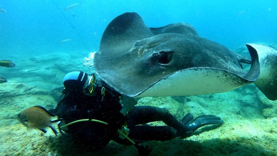 Tenerife: Scuba Diving for Certified Divers in Tenerife - The return to Puerto Colón keeps the outing compact