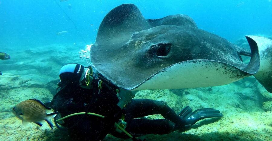 Tenerife: Scuba Diving for Certified Divers in Tenerife - A 30-minute briefing sets the tone