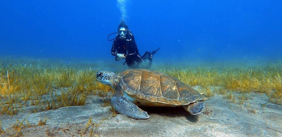 Tenerife: Scuba Diving Lesson and Abades Protected Area Dive - Key points at a glance