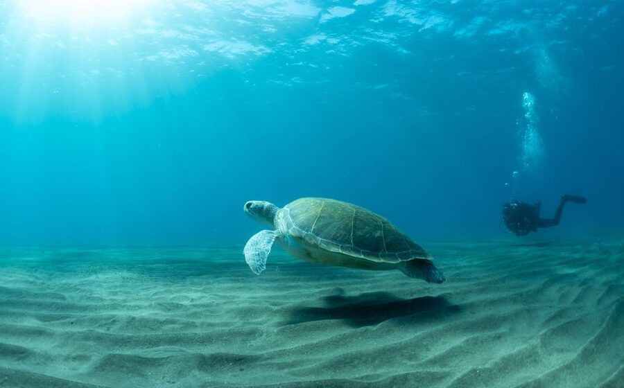 Tenerife: Scuba Diving Lesson and Abades Protected Area Dive - Learning to breathe underwater in Abades