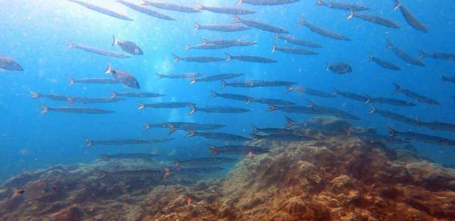 Tenerife: Scuba Diving Lesson and Abades Protected Area Dive - Practical preparation before you go