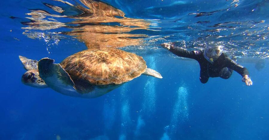 Tenerife: Snorkel with Turtles - Key points at a glance