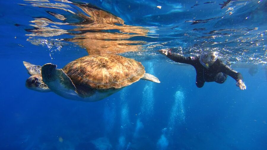 Tenerife: Snorkel with Turtles - Meeting the turtles off Las Galletas