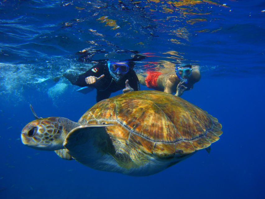 Tenerife: Snorkel with Turtles - Why the protected setting matters