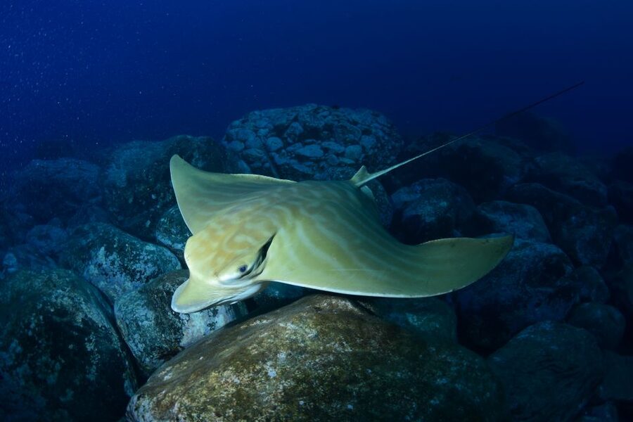 Tenerife: Snorkel with Turtles - The value of $81 per person