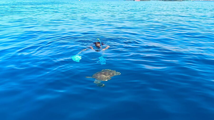 Tenerife: Snorkel with Turtles - Photos, personal space, and group size