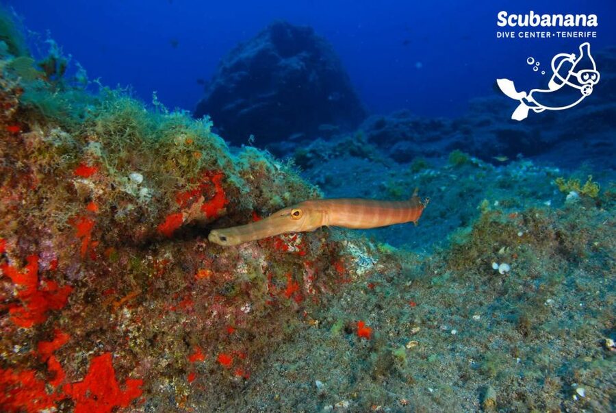 Tenerife: Snorkeling Equipment Rental in Radazul - Why Radazul works well for a self-guided snorkel day