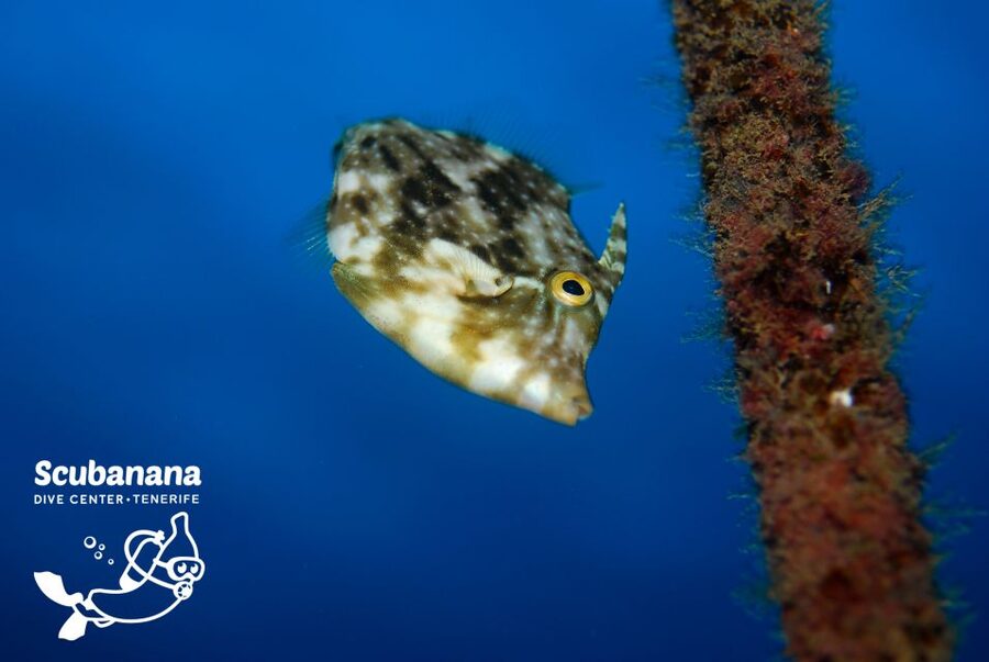Tenerife: Snorkeling Equipment Rental in Radazul - How to plan your day around Radazul