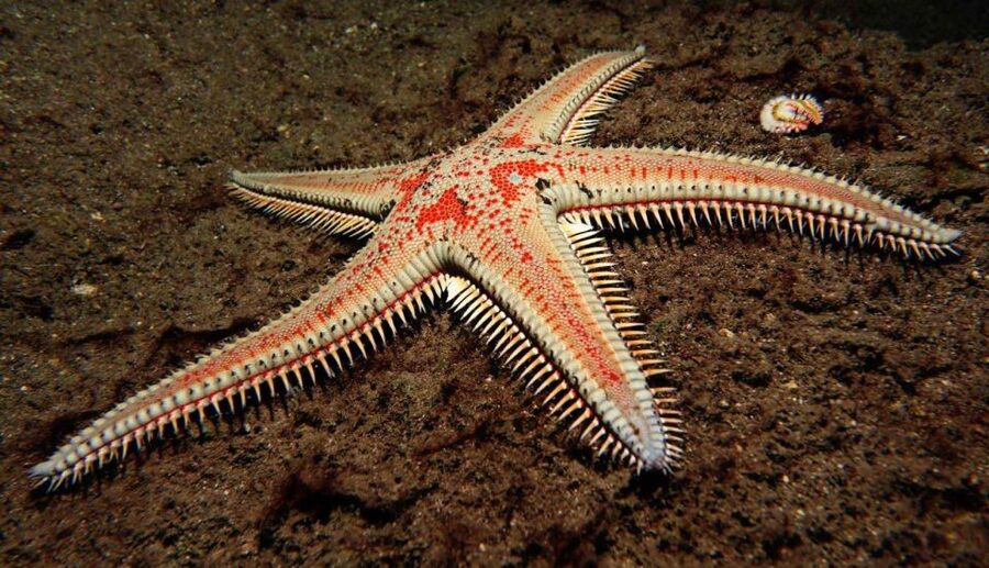 Tenerife: Snorkeling Equipment Rental in Radazul - Radazul beach and the first look below the surface