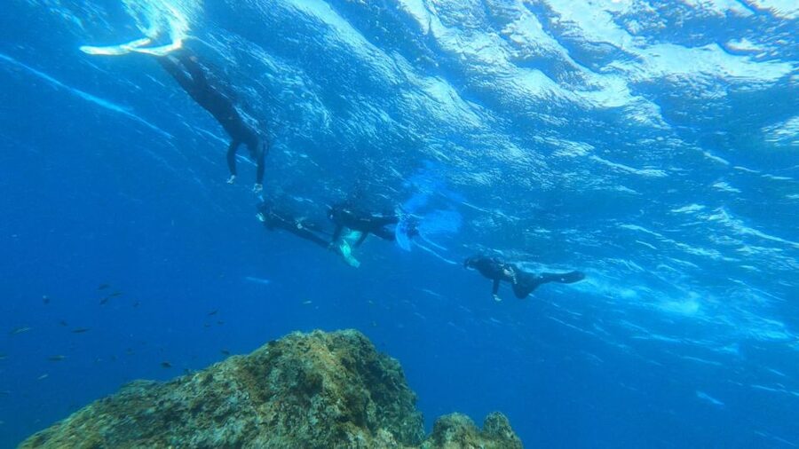 Tenerife: Snorkeling Tour in a Marine Protected Area - Reefs, seagrass, and the search for turtles