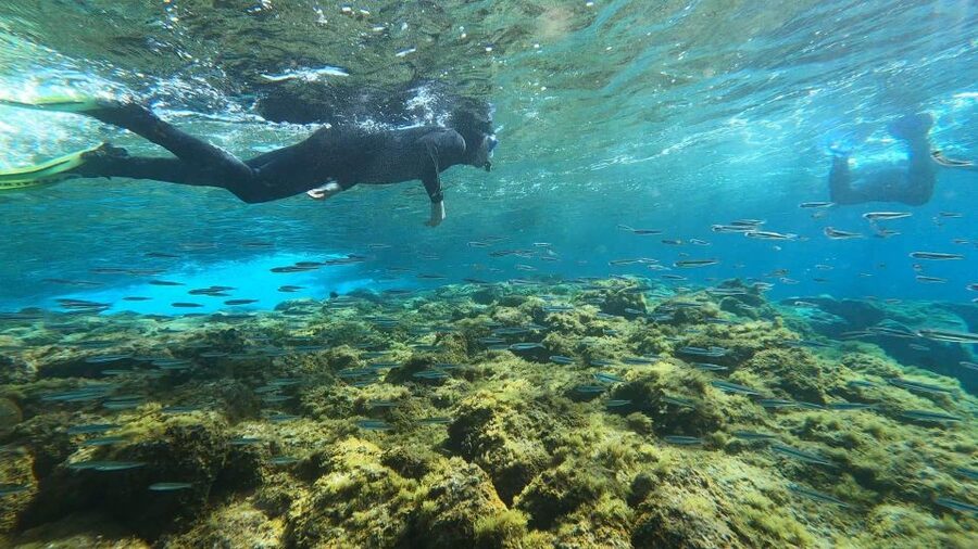Tenerife: Snorkeling Tour in a Marine Protected Area - Photos and videos without a surprise bill